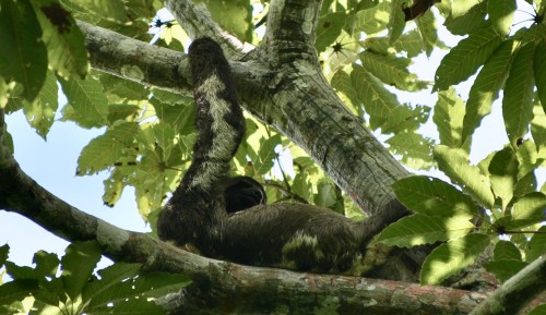 Amazonia Ciekawostki: Królestwo Mitów, Walecznych Kobiet i Ginącej Natury